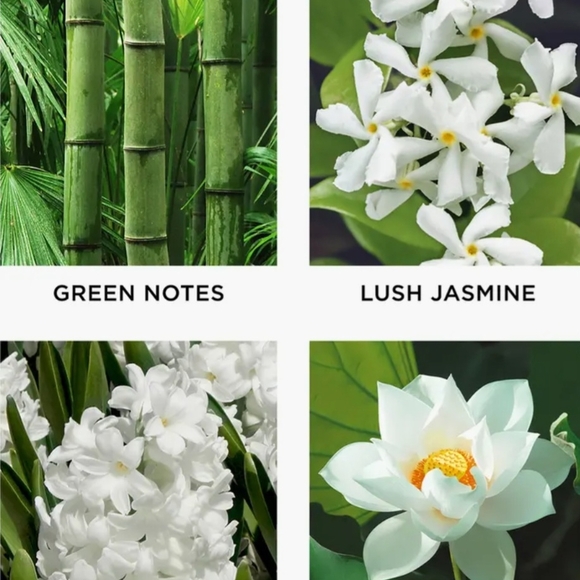 NEST  FRAGRANCE SCENTED CANDLE BAMBOO 8.1oz/230G       NEW IN BOX. - Picture 5 of 5